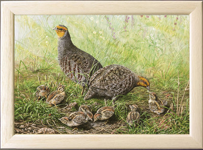 Image of Summer Meadow, Grey Partridge Family, Bray's Field, St. Columb Major, Cornwall